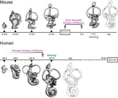 Gene Therapy in Mouse Models of Deafness and Balance Dysfunction